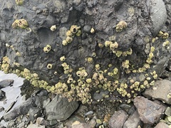 Hexanauplia
