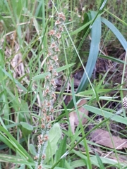 Plantago gaudichaudii