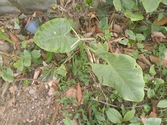 Araceae