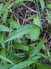 Plantago gaudichaudii