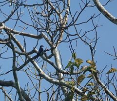 Hemiprocne longipennis