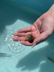 Decapoda