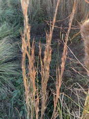 Andropogon virginicus
