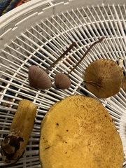 Mycena purpureofusca