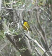 Pachycephala fuliginosa