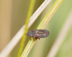 Mezirinae