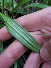 Plantago gaudichaudii