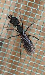 Odontomachus haematodus