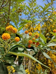 Buddleja globosa