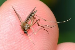 Aedes camptorhynchus