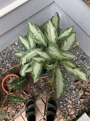 Aglaonema commutatum