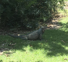Cyclura cornuta