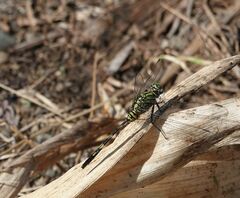 Orthetrum serapia