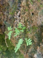 Adiantum concinnum
