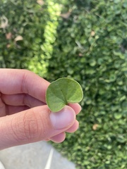 Dichondra
