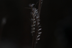 Schizachyrium scoparium
