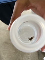Decapoda