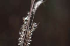 Schizachyrium scoparium