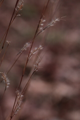 Schizachyrium scoparium