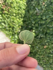 Dichondra