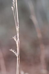 Schizachyrium scoparium