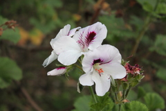 Pelargonium