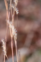 Schizachyrium scoparium