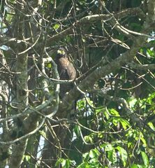 Spilornis rufipectus