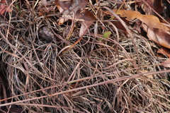Schizachyrium scoparium