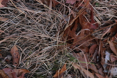 Schizachyrium scoparium