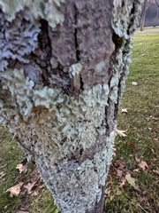 Myelochroa aurulenta