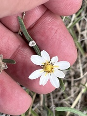 Melampodium leucanthum