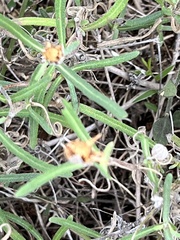 Melampodium leucanthum