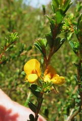 Pultenaea parviflora