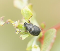 Melolonthinae