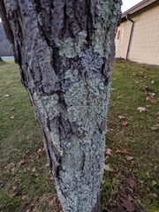 Myelochroa aurulenta