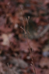 Schizachyrium scoparium