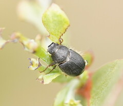 Melolonthinae