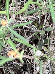 Melampodium leucanthum