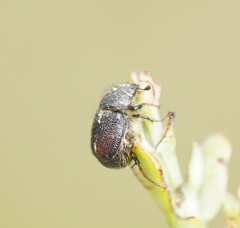 Melolonthinae