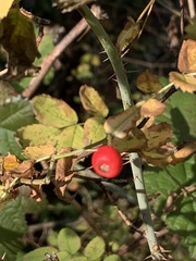 Rosa gymnocarpa