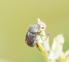 Melolonthinae