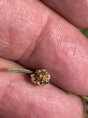 Melampodium leucanthum