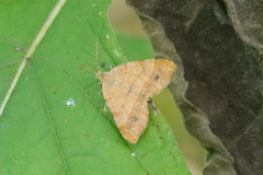 Mellilla xanthometata