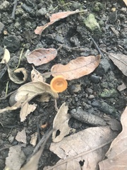 Heimiomyces tenuipes