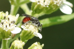 Sphecodes heraclei heraclei