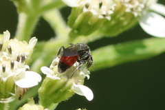 Sphecodes heraclei heraclei