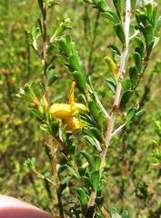 Pultenaea parviflora