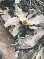 Heimiomyces tenuipes