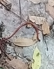 Micrurus diastema